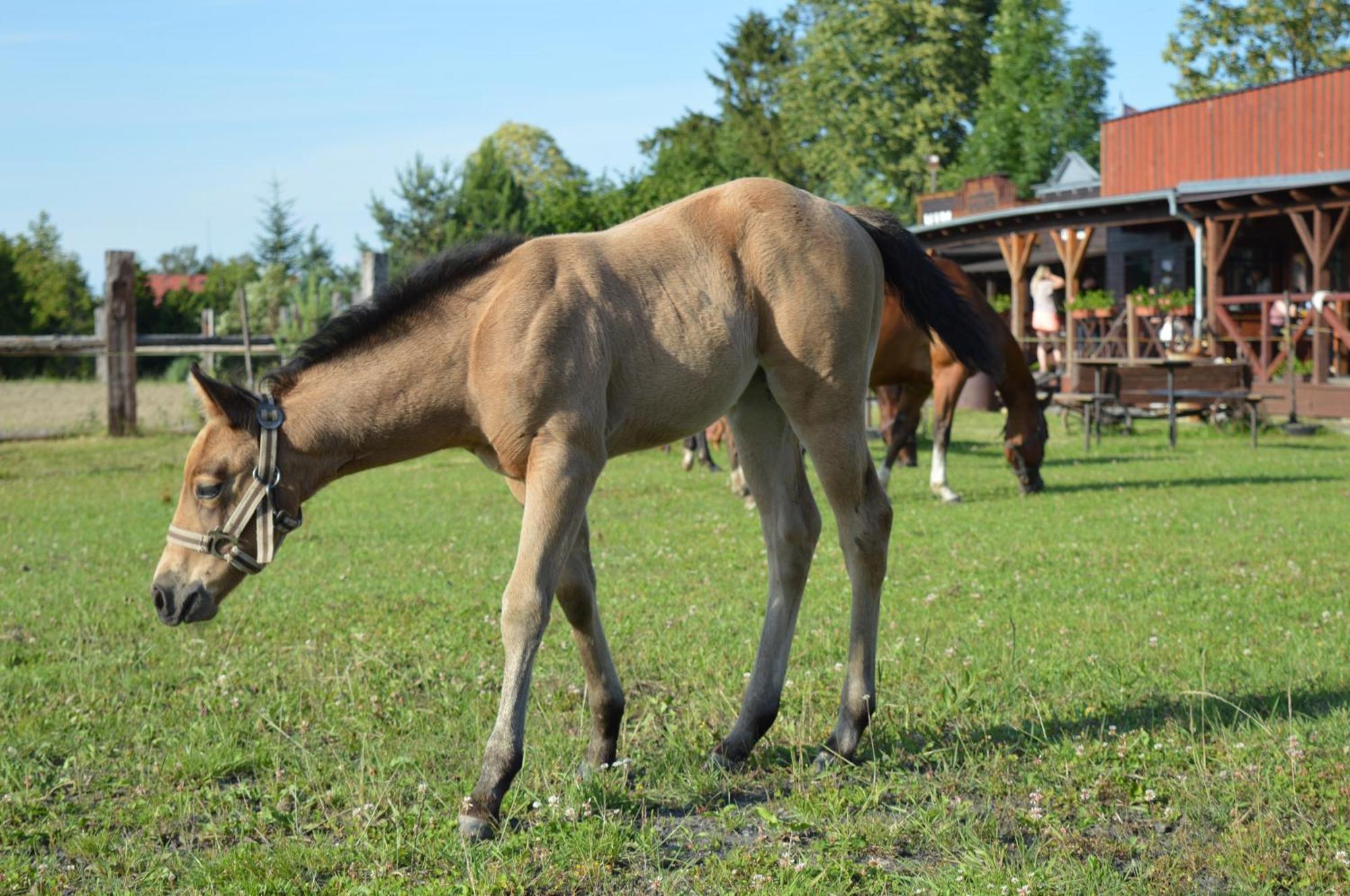 Bubla City Ranch Kopřivnice エクステリア 写真